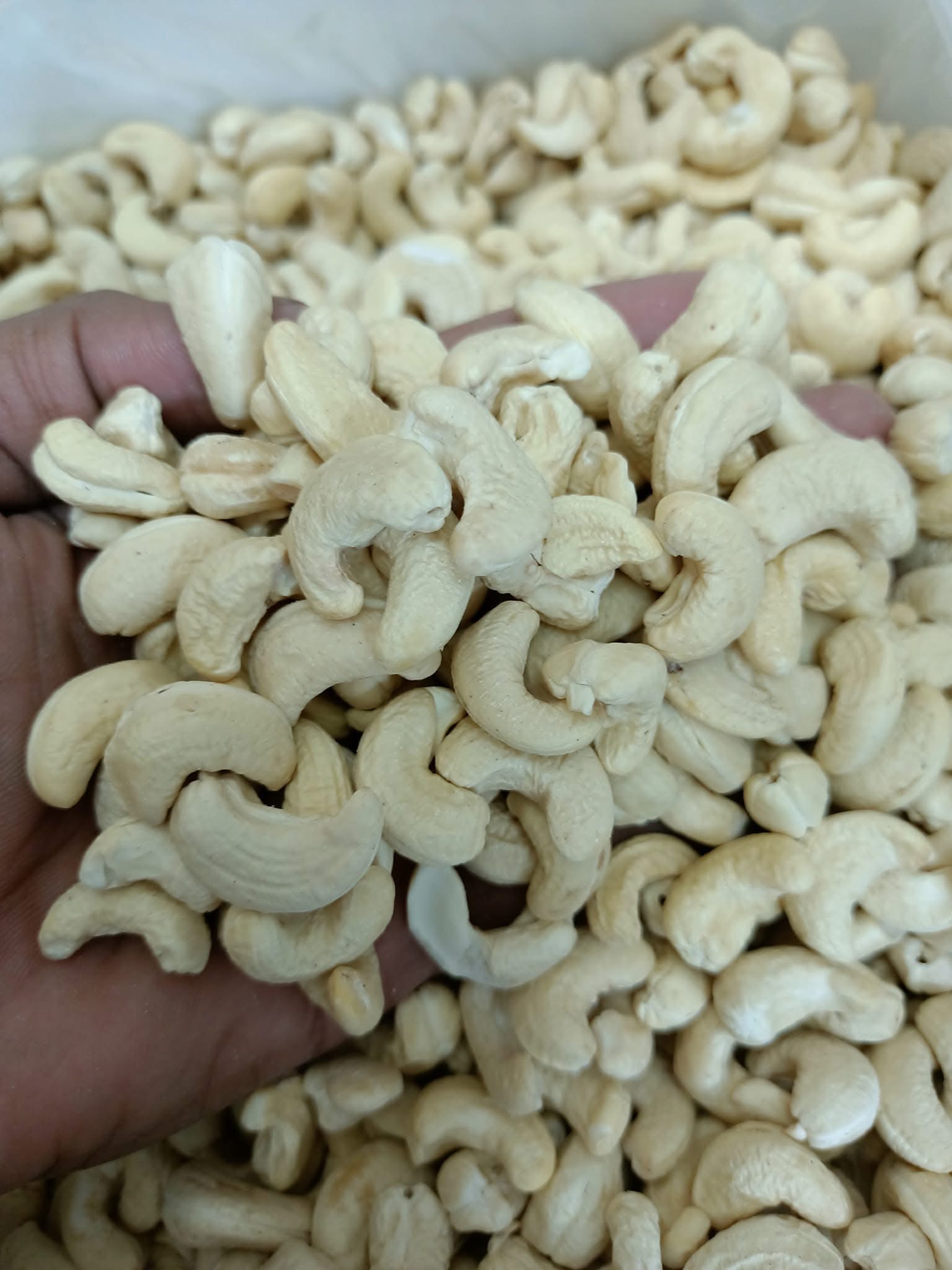 Cashew (Kaju) Nuts / কাজু বাদাম (Medium Size - 1 KG)