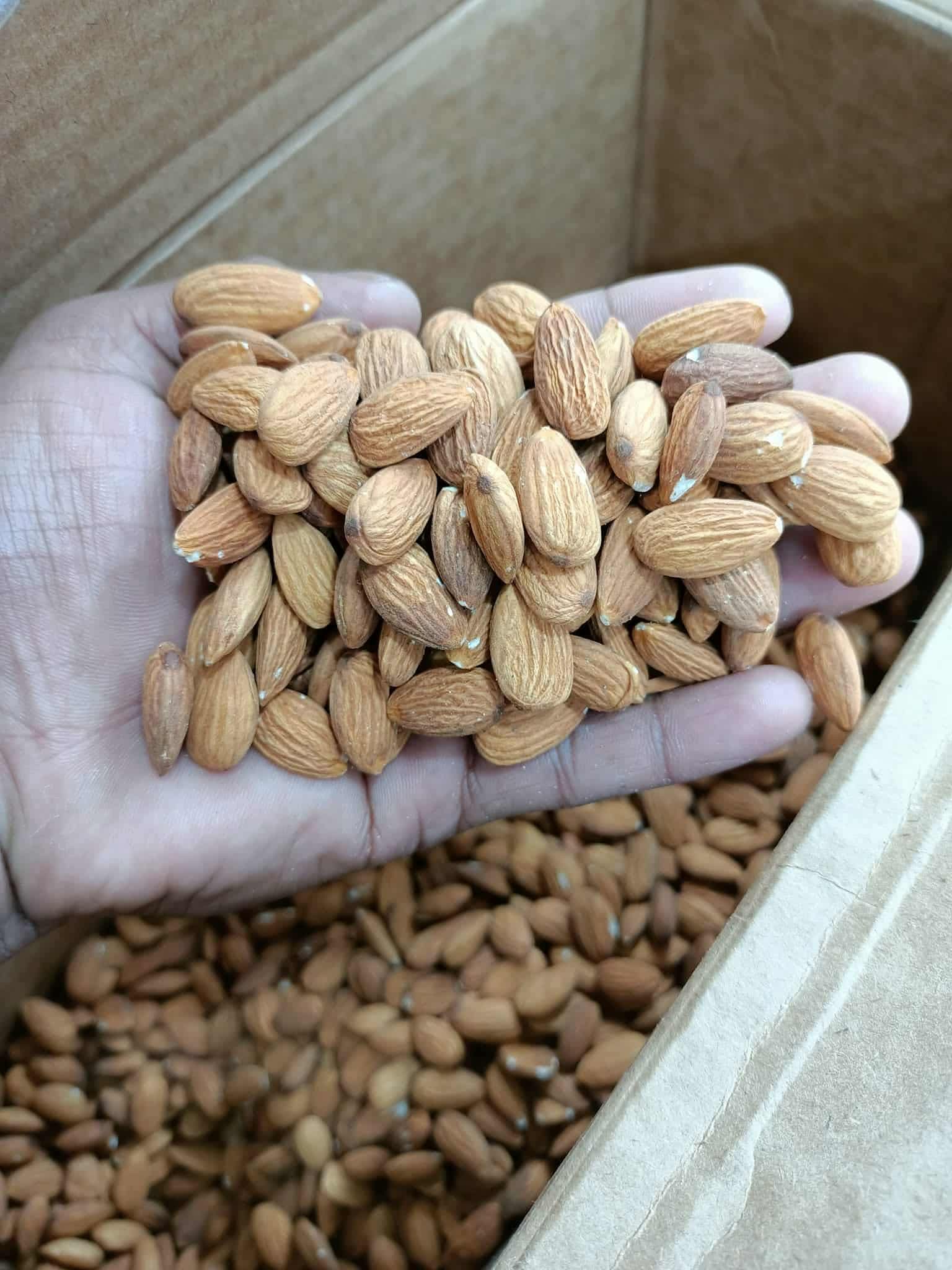 প্রিমিয়াম আমেরিকান কাঠবাদাম