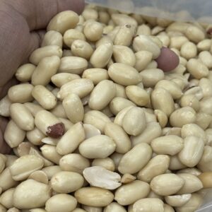 প্রিমিয়াম থাই চীনা বাদাম / Thai Badam