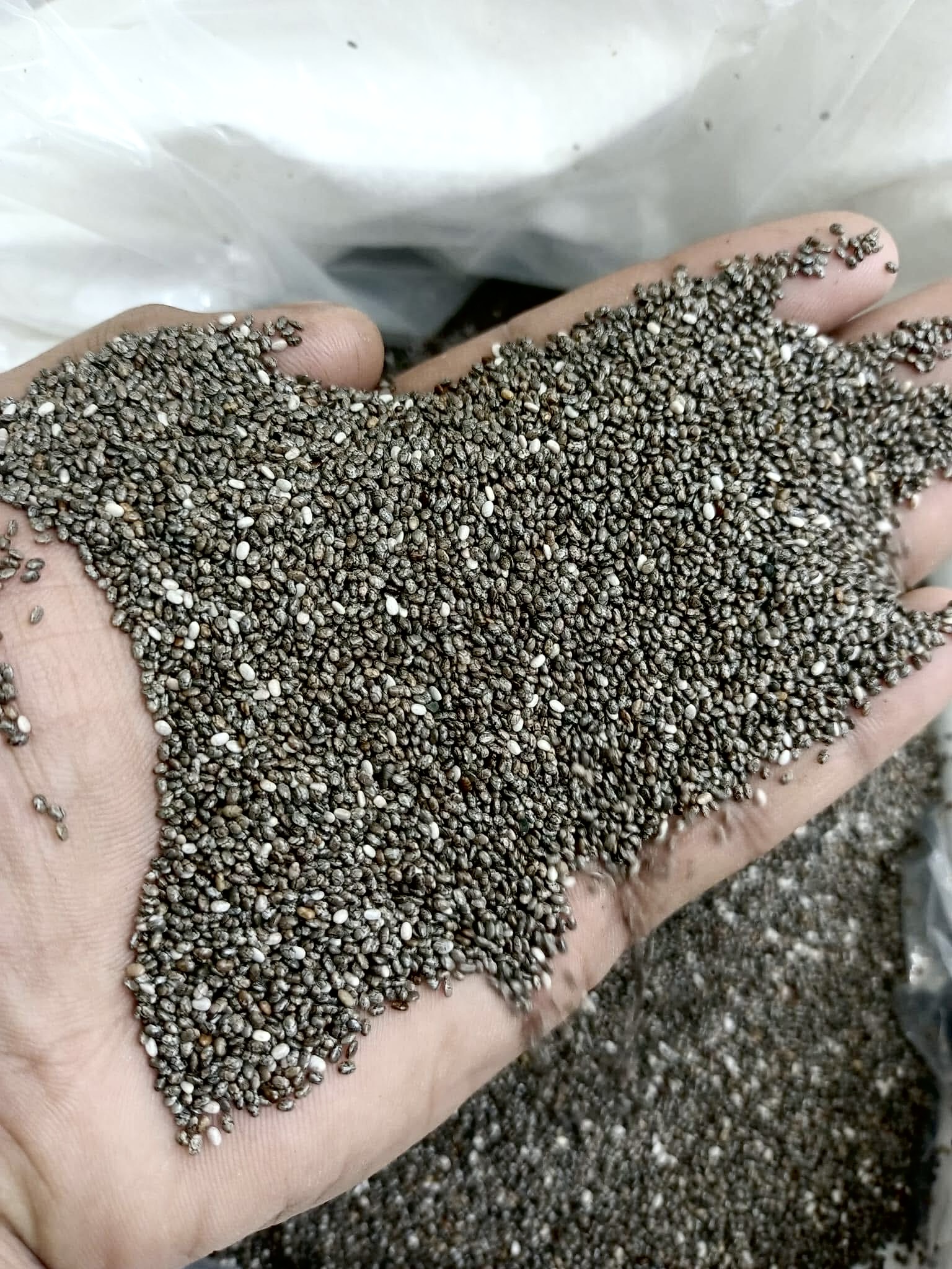 প্রিমিয়াম ব্রাজিলিয়ান চিয়াসিড / Chiyaseed
