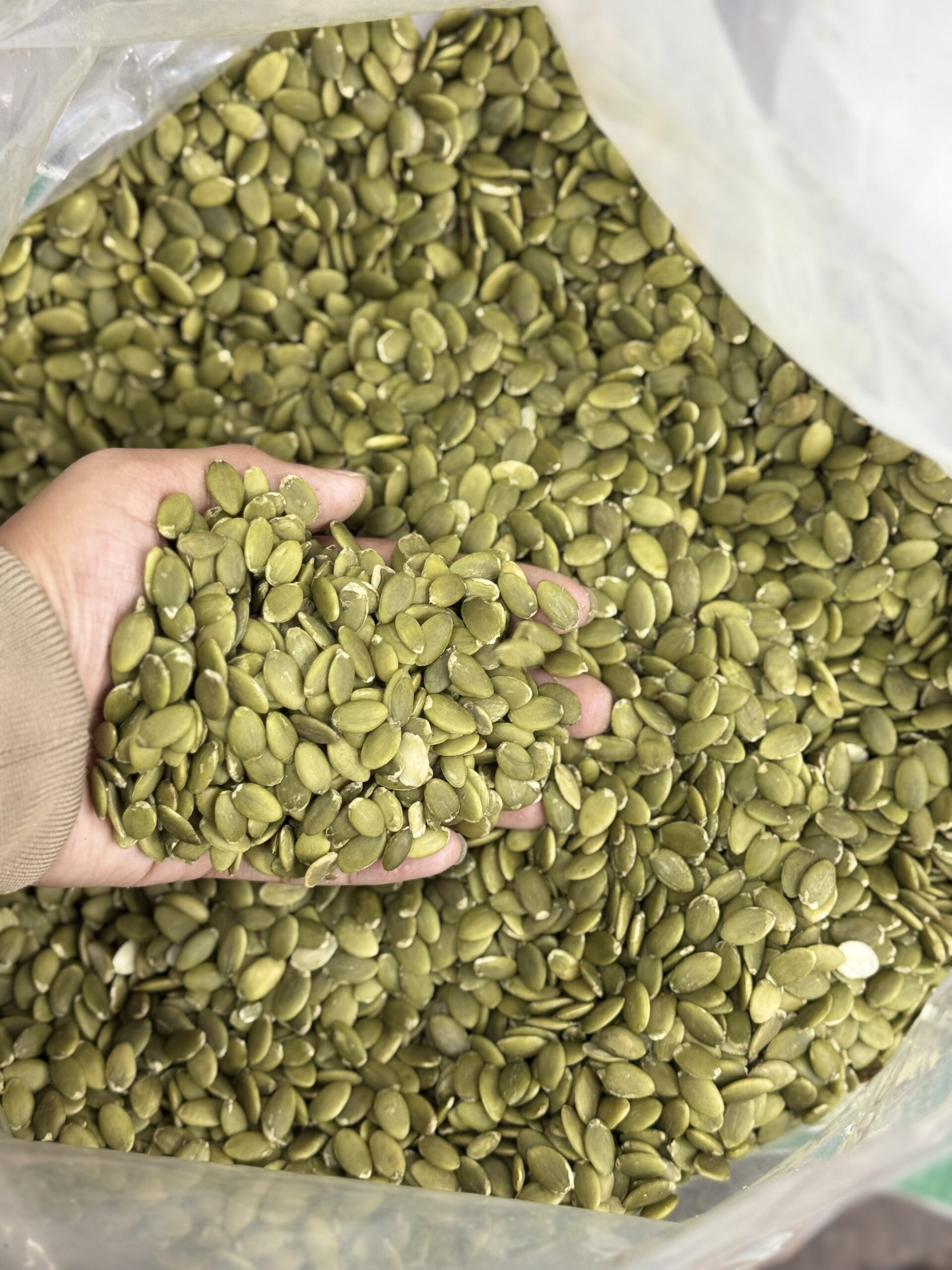 প্রিমিয়াম কুমড়া বীজ / Pamkin Seeds