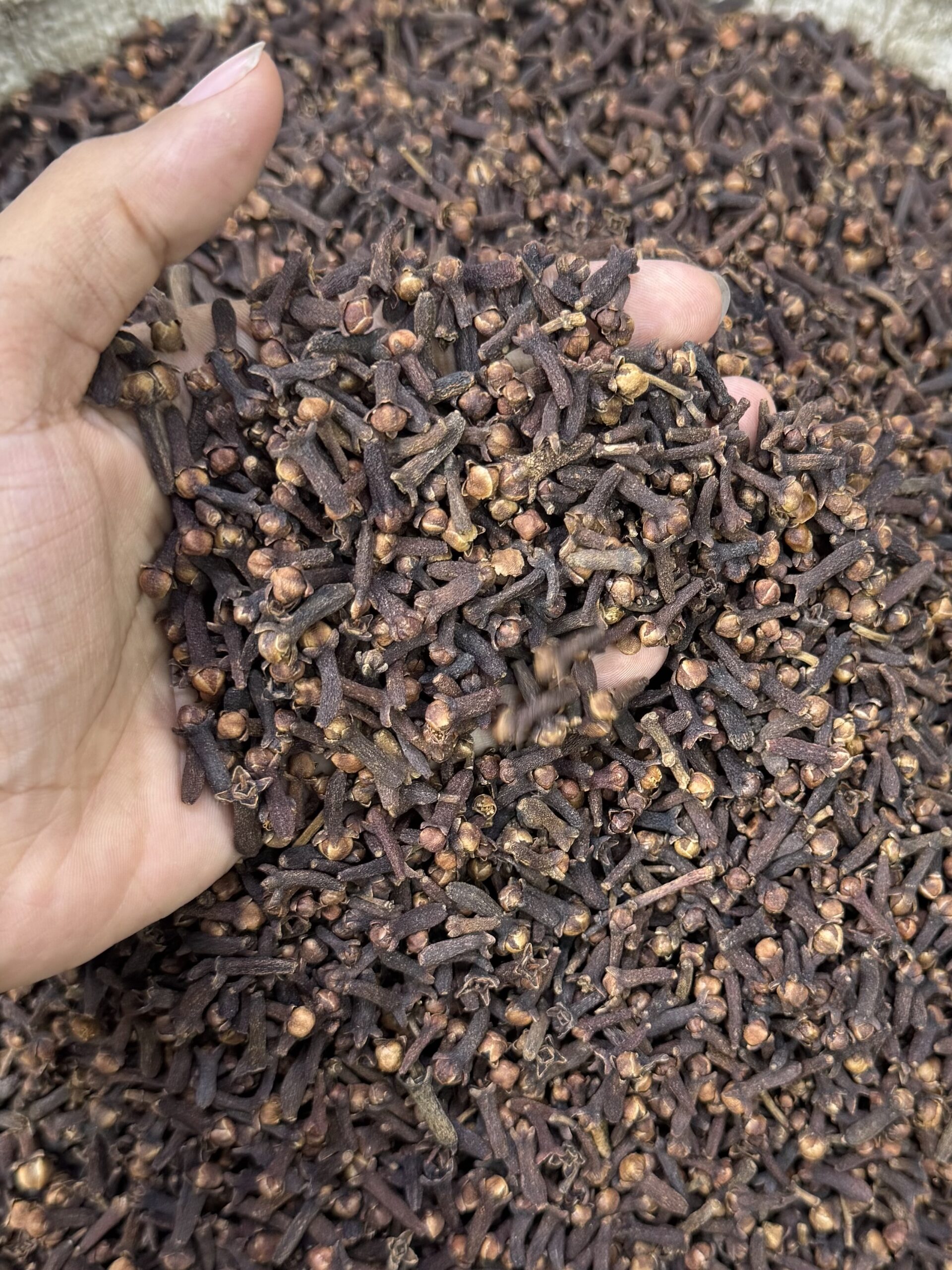লবঙ্গ (Cloves)