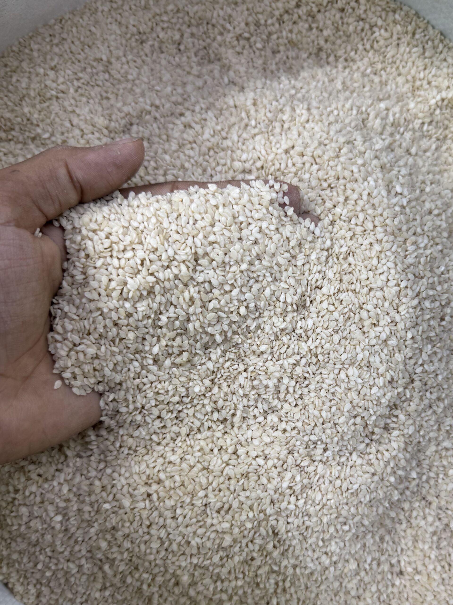 সাদা তিল