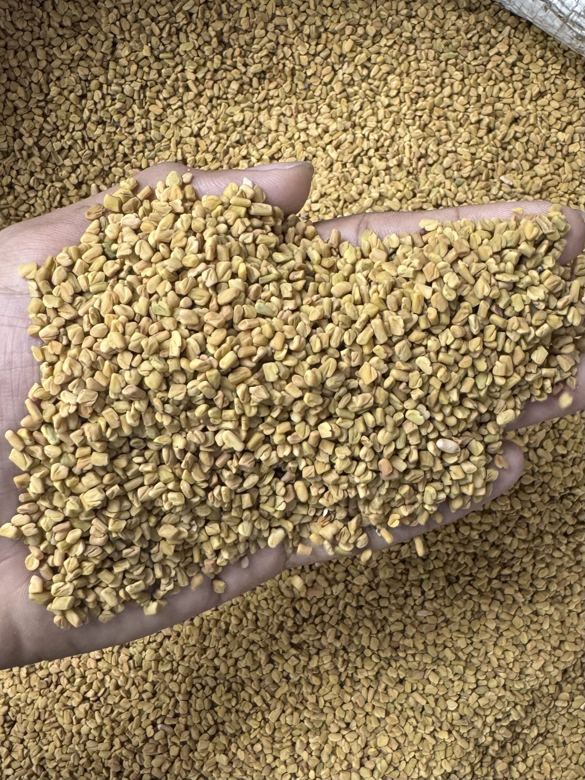 ফ্রেশ মেথি/ Methi