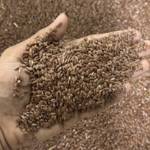 তিসি বীজ (Flaxseeds)