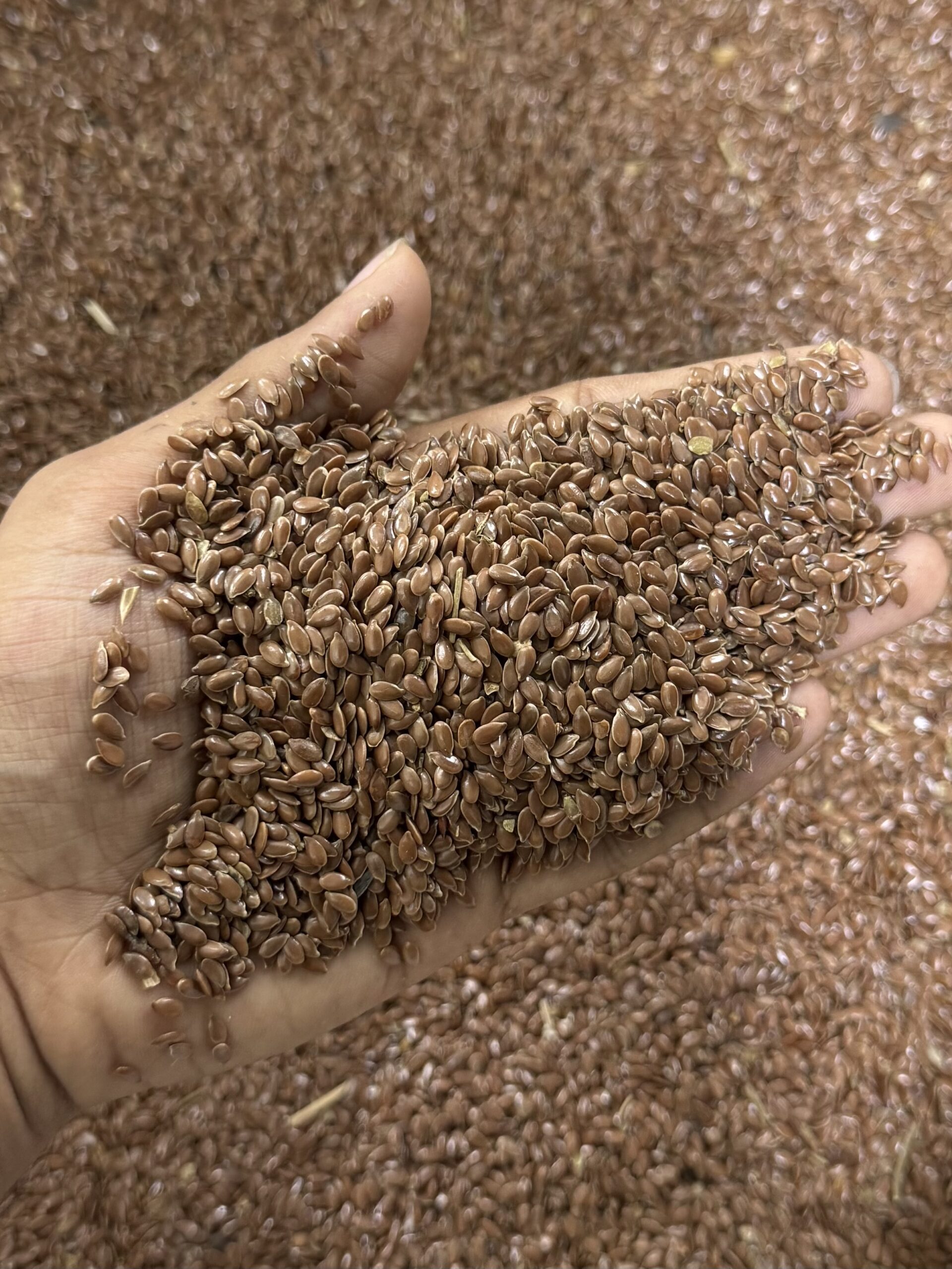 তিসি বীজ (Flaxseeds)
