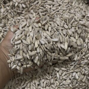 সূর্যমুখী ফুলের বীজ/ Sunflower Seed