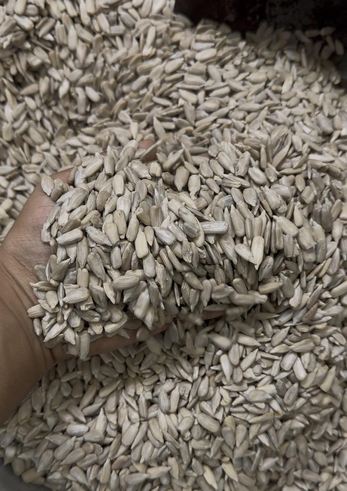 সূর্যমুখী ফুলের বীজ/ Sunflower Seed